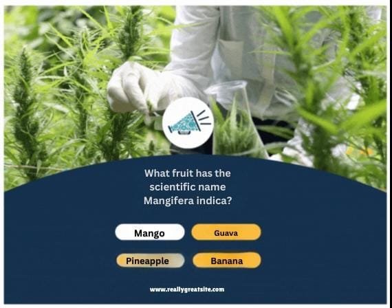 Cannabis Marketing Services
